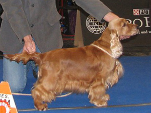 First Love Made in Austria