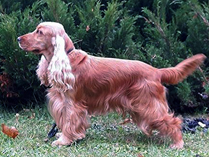 Fanny z Borov� samoty