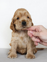 Endless Dream Faledo - 10,5 weeks