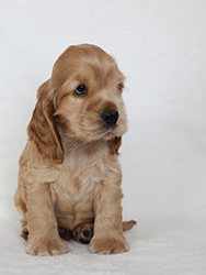 Endless Dream Faledo - 6 weeks